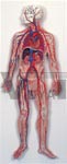 Anatomy of the Circulatory System Model